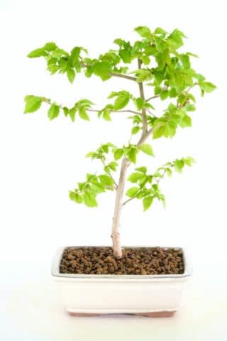 Lovely Outdoor English Elm for sale