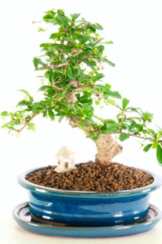 A stunning and artistic flowering indoor bonsai for sale