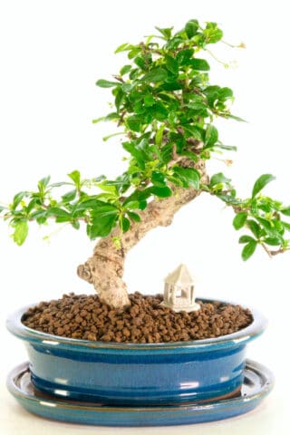 Carmona microphylla - excellence range bonsai for sale