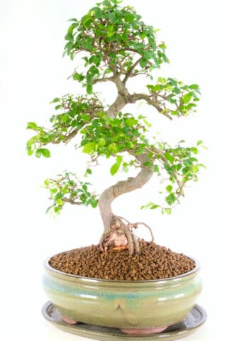 Perfect beginners Bonsai very easy to care for