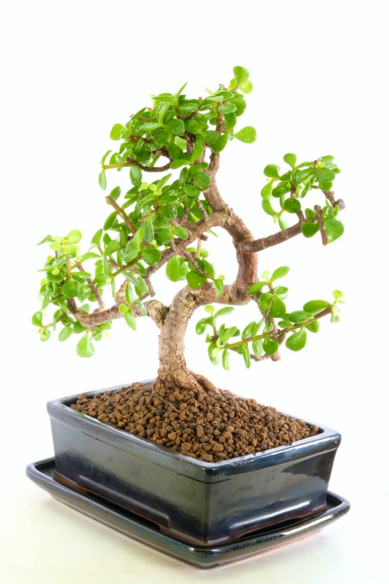 Lucky Jade with Spectacular Nebari in Jet Black Bonsai Pot