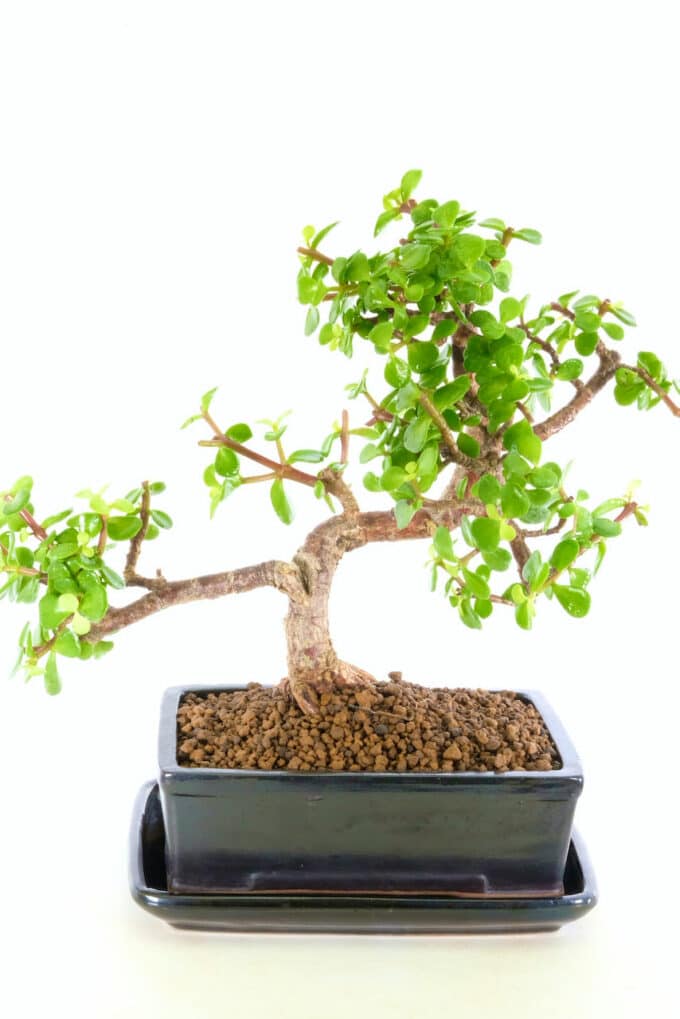 Elegant Twisty Indoor Jade Tree bonsai