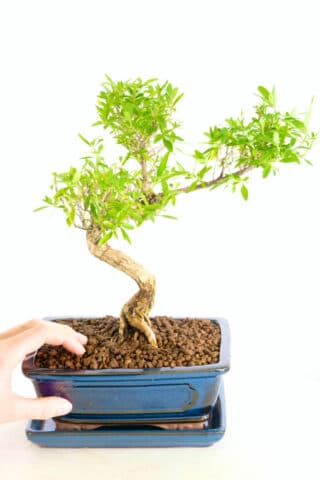 Serissa foetida miniature bonsai