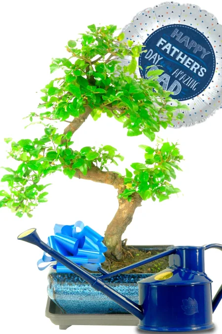 Father's Day Sweet Plum Bonsai Gift - A Fruiting Indoor Easy Care Bonsai Tree