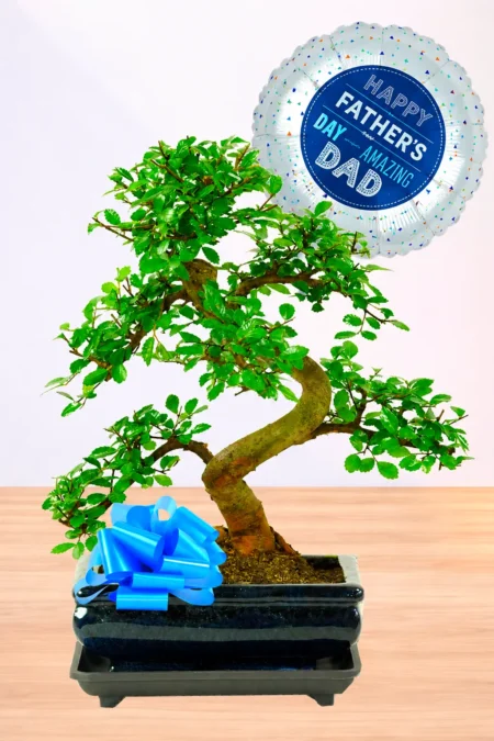 Delightful beginners bonsai tree gift set for Father's Day