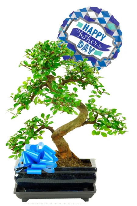 Plant Gifts for Father’s Day That Feel Thoughtful and Easy to Love