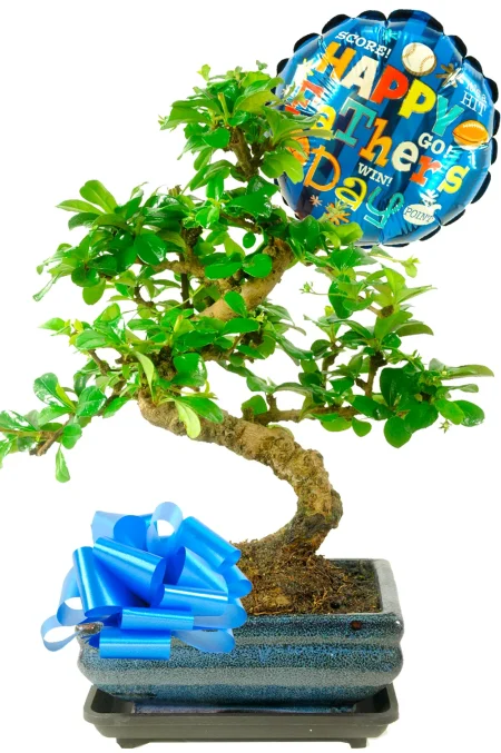 Flowering Father’s Day Plant Gift – Fukien Tea Tree Bonsai