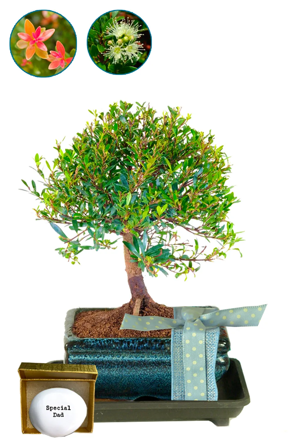 The Best Gifts for Dad – A Bonsai That Blooms and Bears Fruit