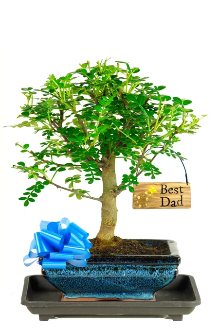 Father's Day Broom-style Aromatic Pepper bonsai for sale UK