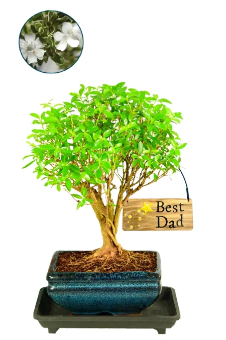 An Unusual Father’s Day Gift That Truly Stands Apart