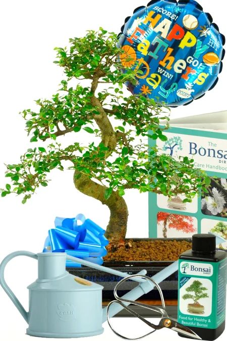 Large Father's day Bonsai Kit - Comprehensive mature starter kit