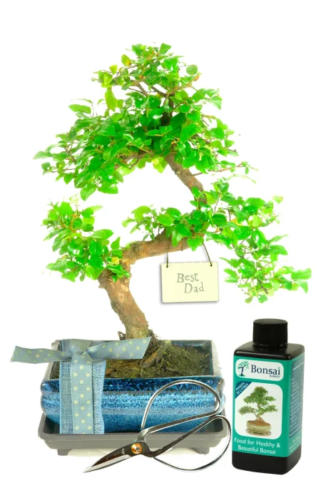 Twisty Fruiting Evergreen Indoor 'Best Dad' Bonsai Gift | Gift Wrap Included