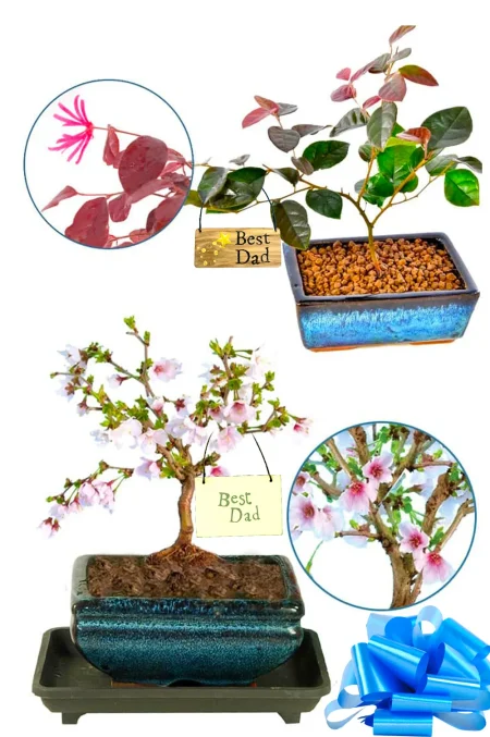 Father's Day Flowering Bonsai Duo - The Cherry Blossom & Chinese Blush Tree