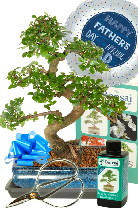 Larger Comprehensive Father's Day Bonsai Kit | A Top Choice