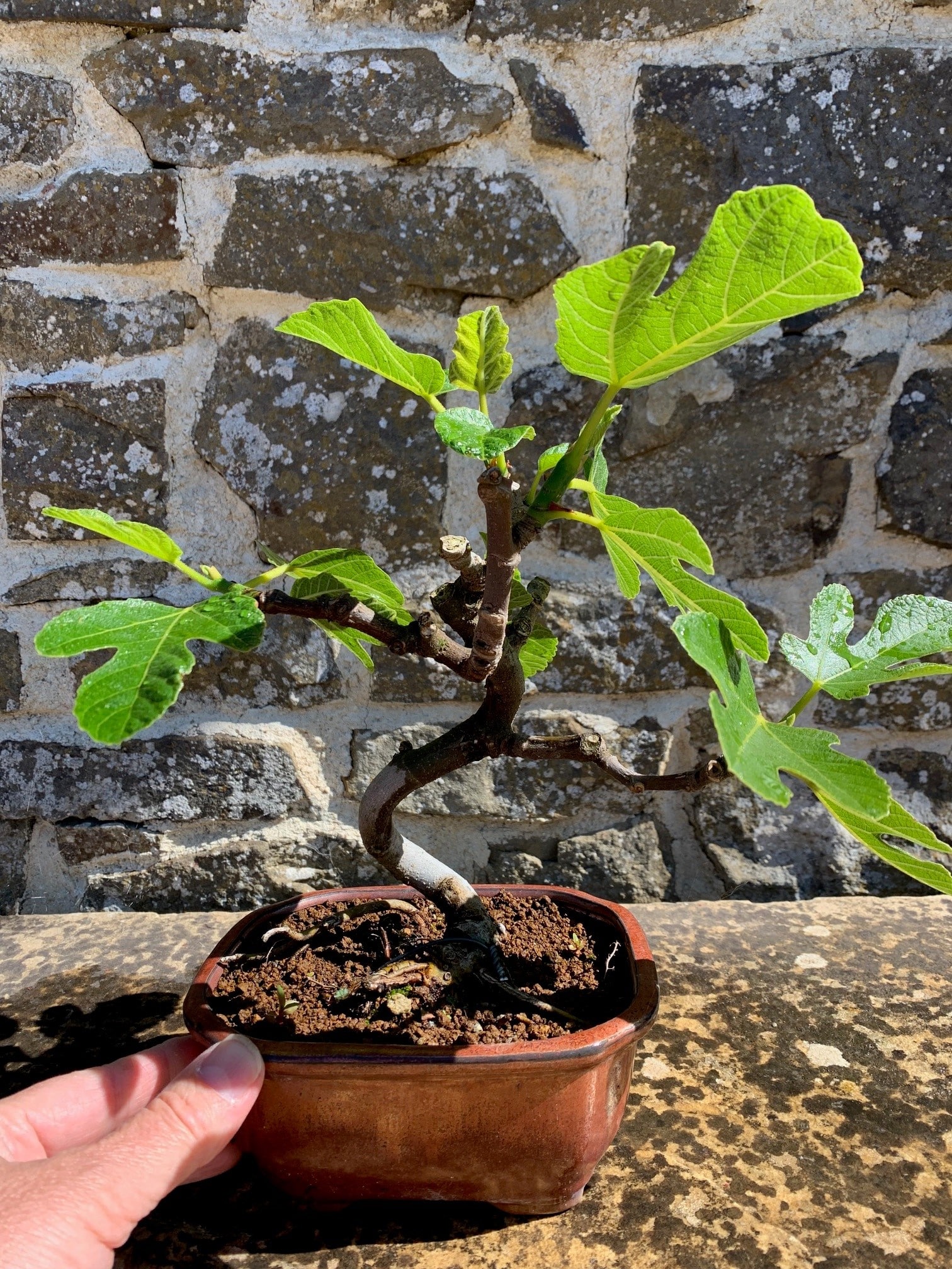 Fruiting Fig 10 years
