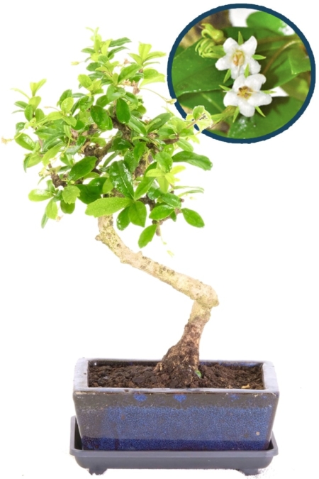 Flowering tea tree bonsai - Literati style