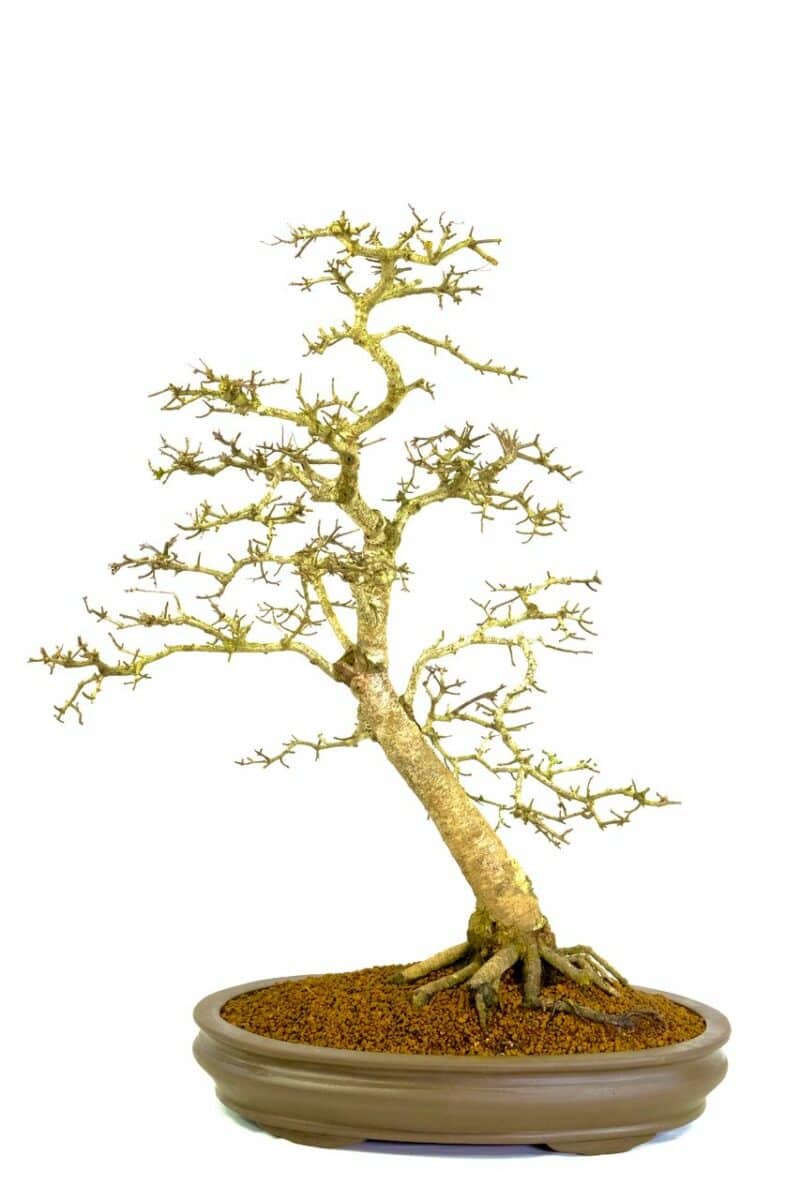 Hawthorn Bonsai Tree Outdoor Specimen Bonsai