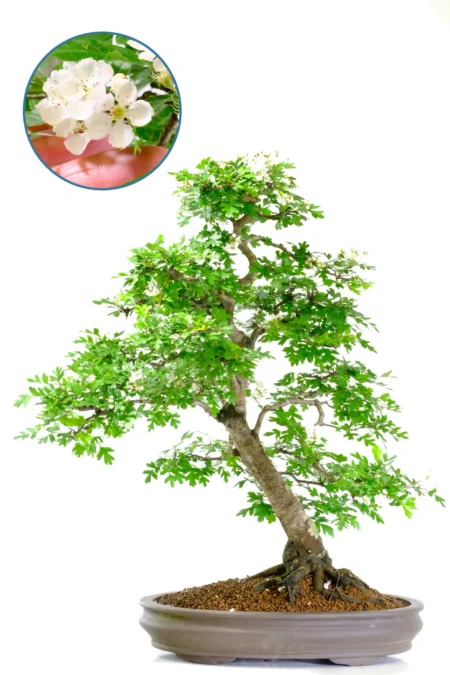 Huge Hawthorn Bonsai Tree (88cm) Informal Upright Specimen (Crataegus) - 40 years