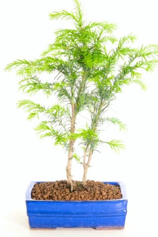 Yew twin bonsai for sale