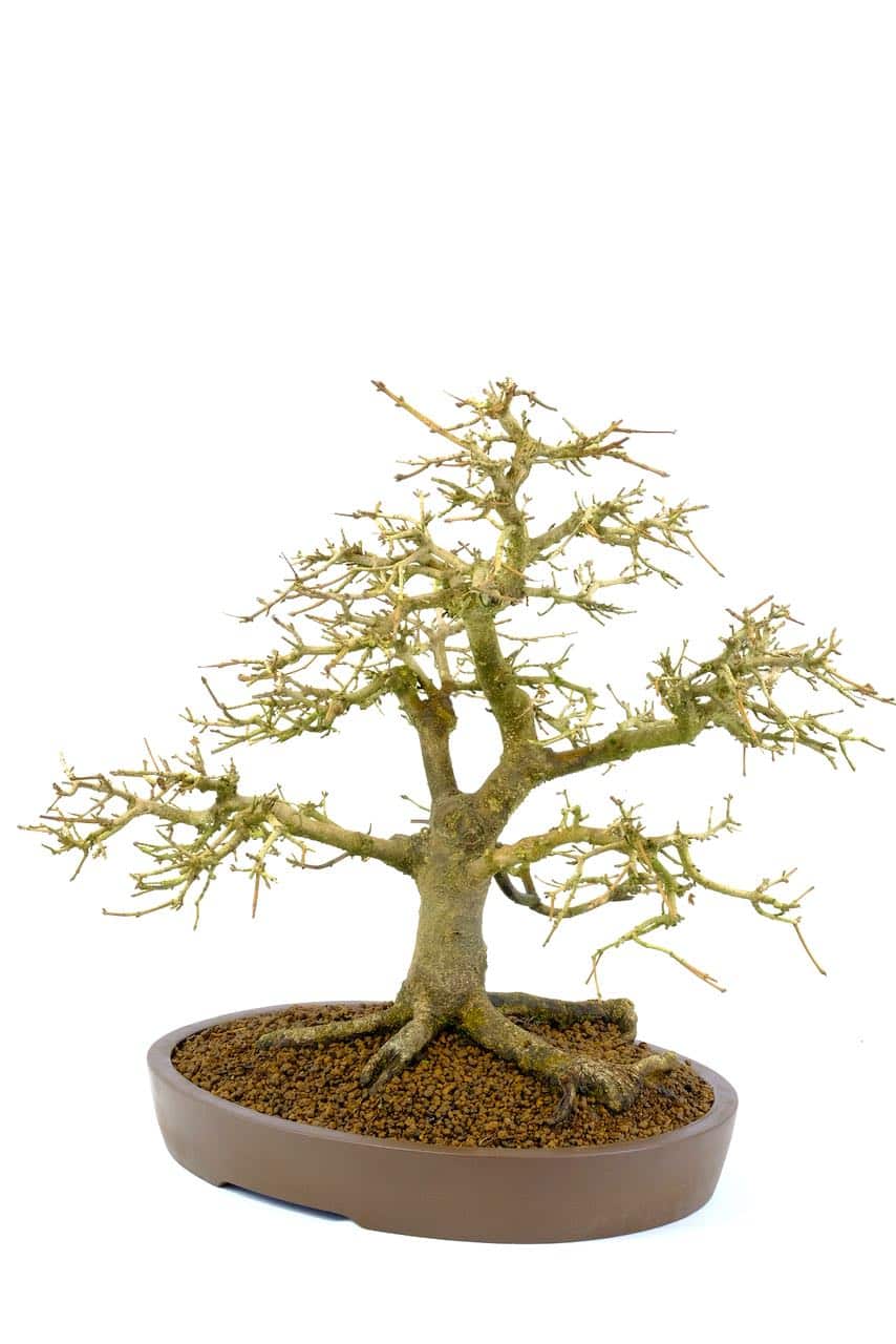 Impressive structure with captivating roots