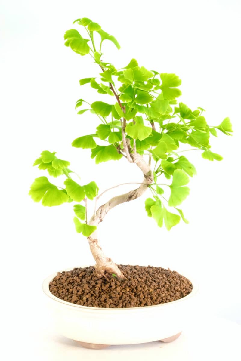 Wondeful Ginkgo biloba bonsai for outdoor Maidenhair tree