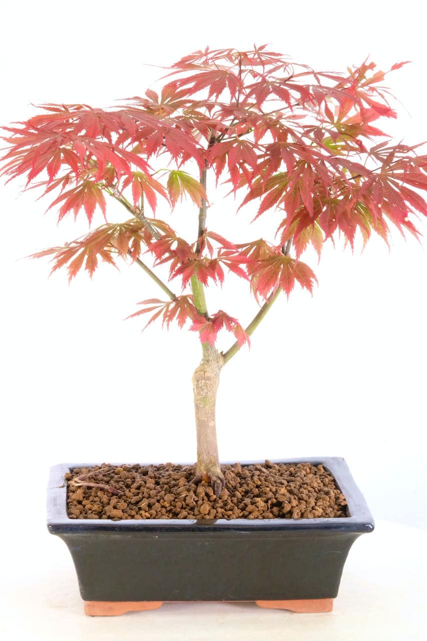 Flame Red Japanese Red Maple Bonsai for sale Always a favourite