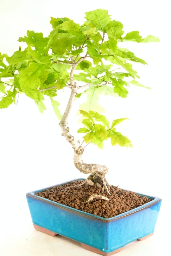 oak tree outdoor bonsai tree for sale to the UK
