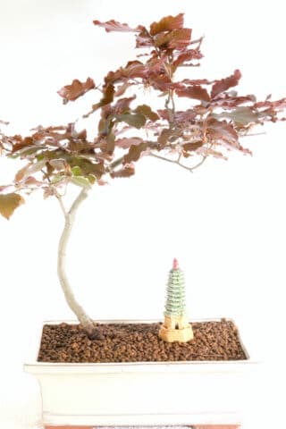 A native hardy outdoor bonsai favouite