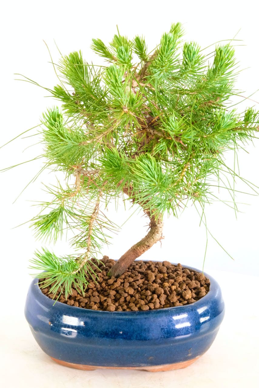 Our Range of Outdoor Bonsai Trees for Sale from Bonsai Direct