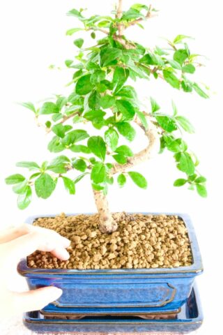 Potted into a high-quality bonsai soil called Akadama