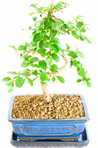 Elegant Tree of a Thousand Stars Indoor Bonsai tree for sale in the UK