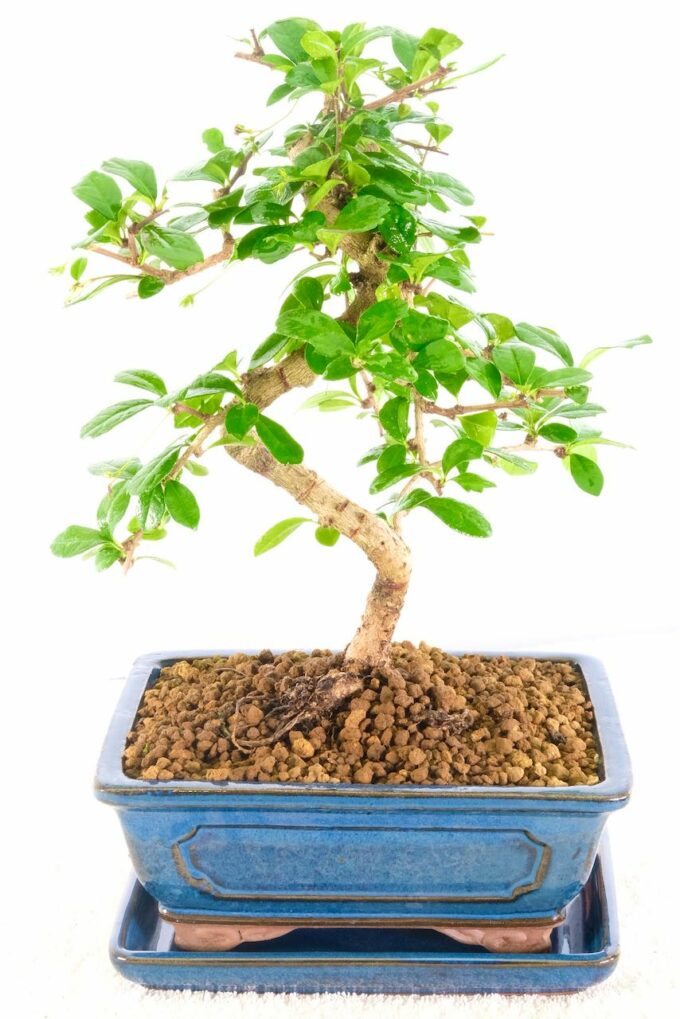 Twisty Flowering Oriental Tea Tree bonsai