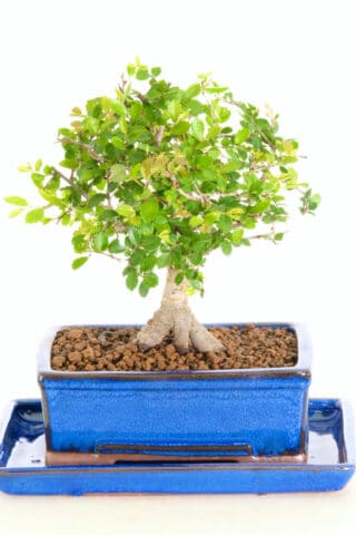 Lovely Chinese Elm indoor bonsai tree for sale