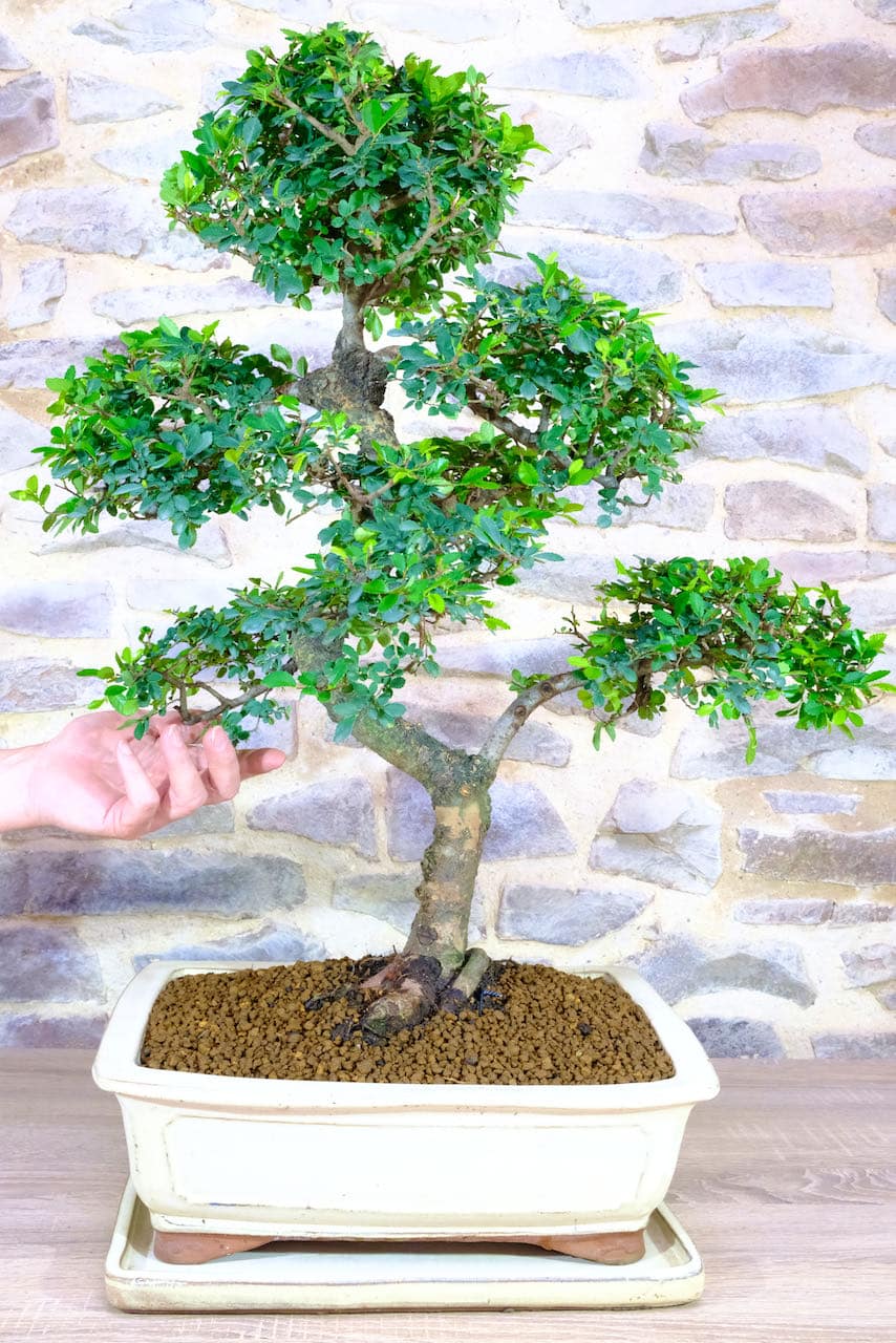 ExtraLarge Powerful Indoor Twisty Chinese Elm Bonsai Tree Sale UK