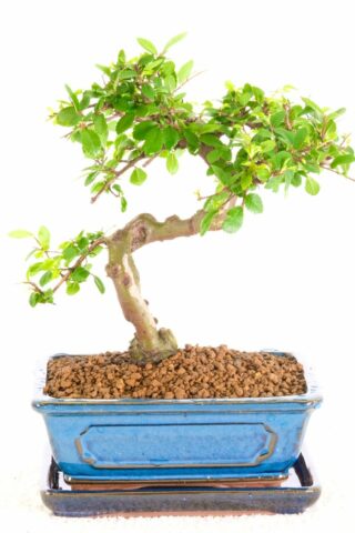 Cute Chinese elm Bonsai with amazing character