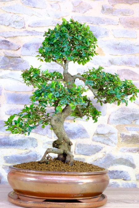 The root flare is a fantastic feature