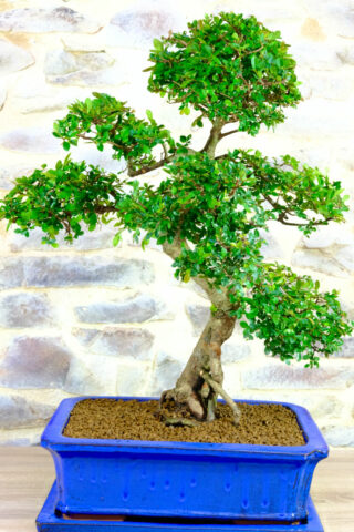 The perfect feature bonsai for home or office