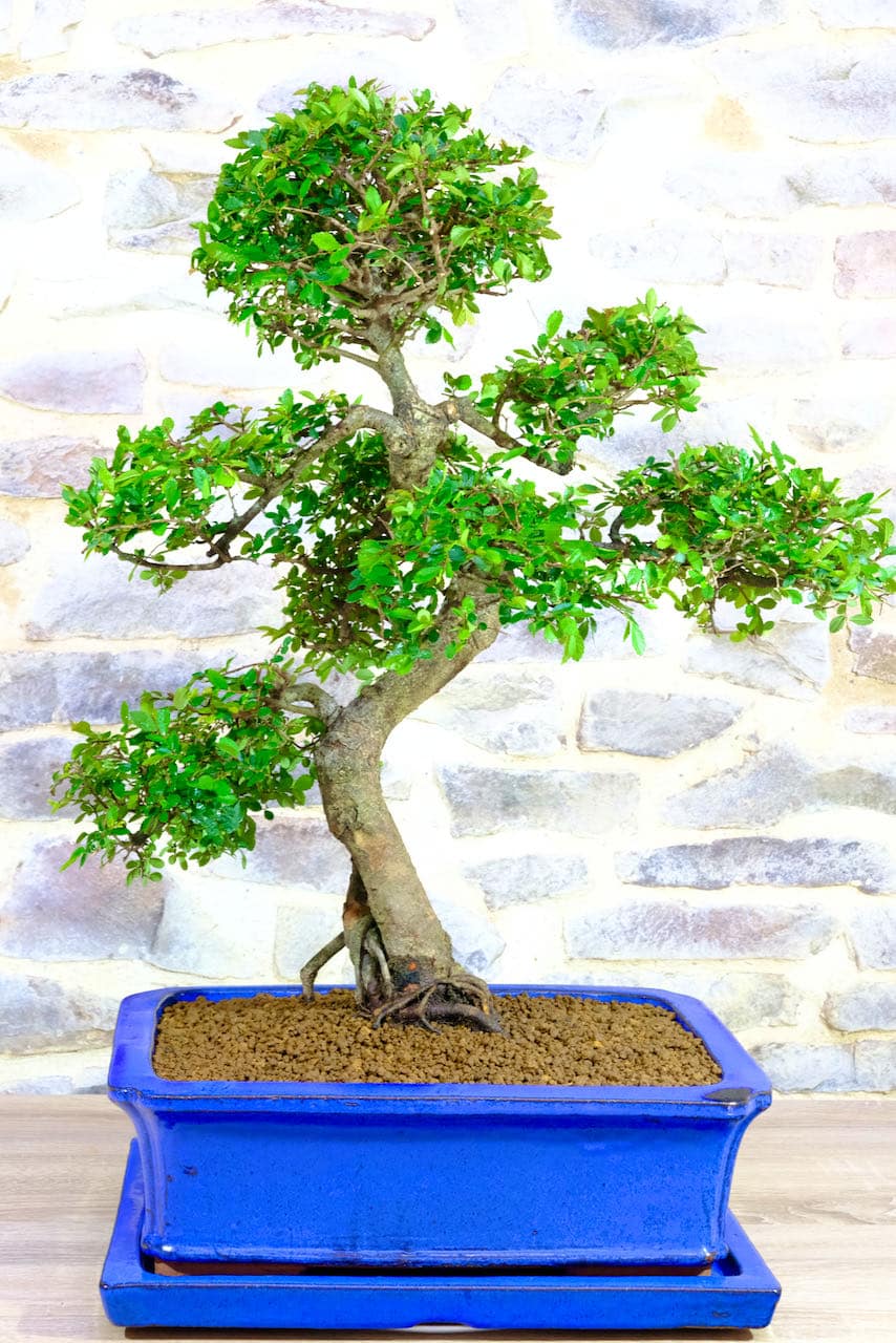 Huge Bonsai Specimen Chinese Elm for Beginners