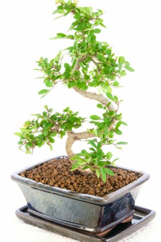 A charismatic little bonsai