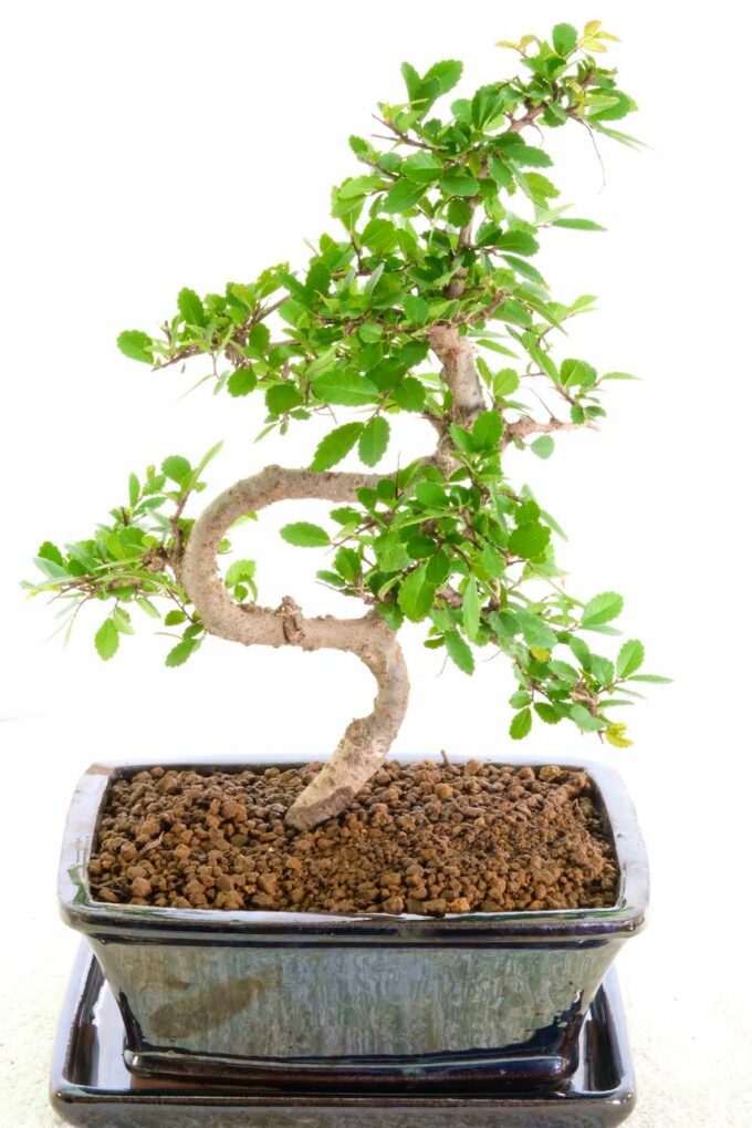 Pretty Chinese Elm with serpentine trunk
