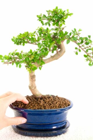 Cracking little Chinese Elm for sale