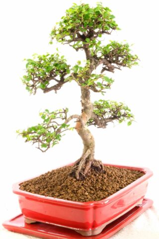 This is the bonsai you will receive!
