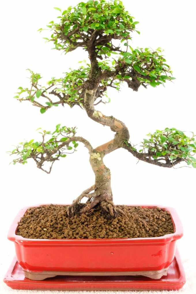 Spectacular Large Chinese Elm In gorgeous red pot