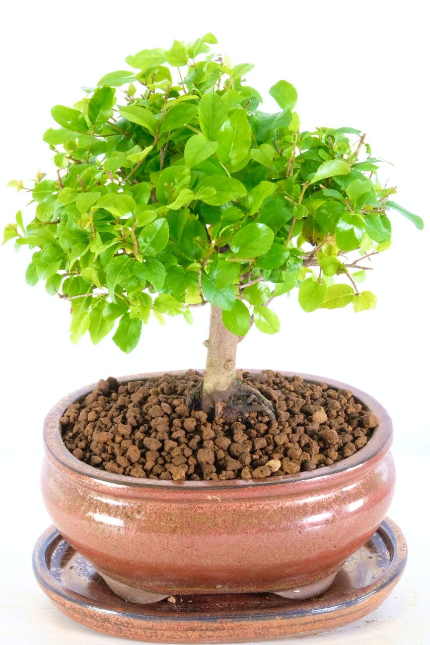 Phenomenal Fruiting Sweet Plum Bonsai with BroomStyle Trunk