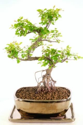 Character in the Bonsai with superb S shaped trunk