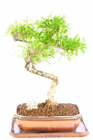 A charming flowering indoor Bonsai from a premium collection