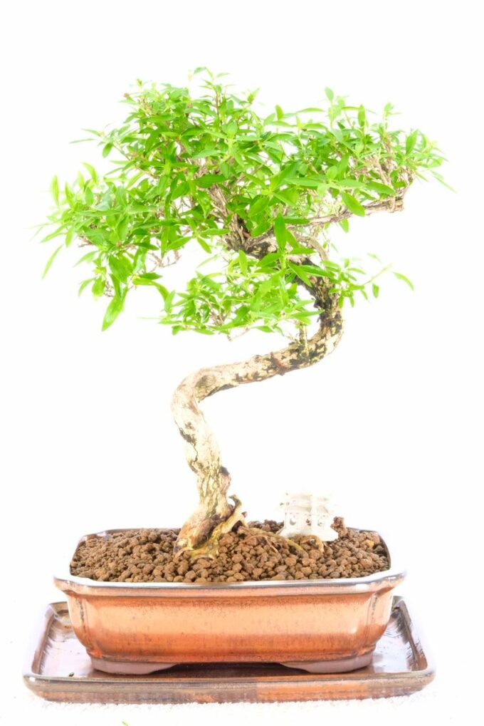 Hey stunning Snow Rose Bonsai with white flowers
