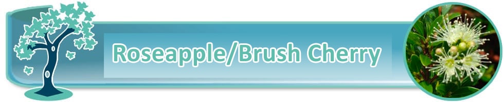 Roseapple bonsai trees