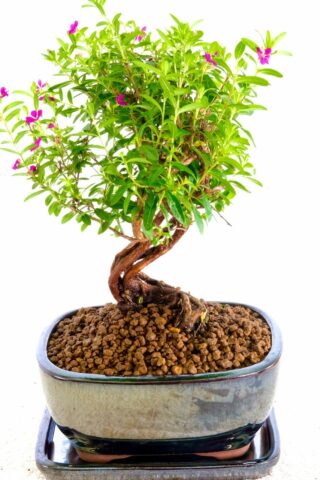 Wrap around, multi-trunk bonsai with immense character