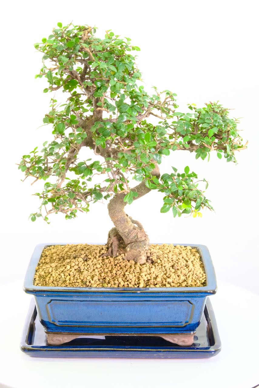 Incredible Chinese Elm indoor bonsai